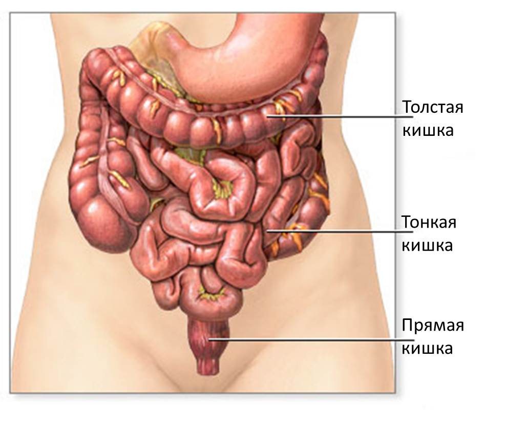 кишки