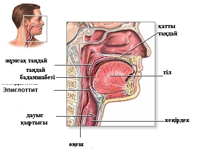 Tonzillit1